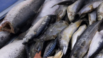 Мурманский «Нацрыбторг» закупит продукцию на 15 миллионов