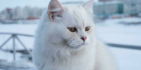 Утепляемся! Мороз не спешит покидать Мурманскую область - Мурманский вестник
