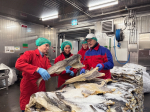 Каждая девятая тонна рыбной продукции в нашей стране произведена предприятиями Мурманской области