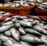 Мурманская область экспортировала рекордный объем морепродуктов - Телекомпания ТВ-21