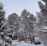 иней на хвойных деревьях - ИА Nord-News.Ru
