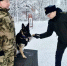 Четвероногий сапер из Мурманска награжден за найденный в зоне СВО схрон - Мурманский вестник