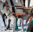 Олени в Мурманске - ИА Nord-News.Ru