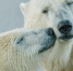 медведь, хищник - ИА Nord-News.Ru