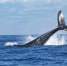 кит море териберка мурманск - ИА Nord-News.Ru