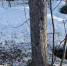 арктика пасвик природа мурманск заповедник - ИА Nord-News.Ru