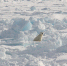 арктика медведь природа фауна - ИА Nord-News.Ru