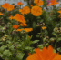 оранжевые цветы на клумбе - ИА Nord-News.Ru