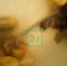 Заплывы в ванной. Трогательное видео с гусятами сняли в Мурманске - Телекомпания ТВ-21