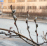 Верба распускается в Мурманске - ИА Nord-News.Ru