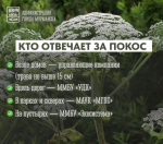 Мурманчан предупредили об опасности 4-метровых гигантов: как в городе будут бороться с борщевиком