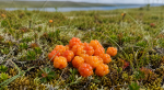 Цены кусаются: сколько стоит первая морошка в Заполярье