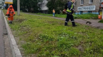 покос борщевика